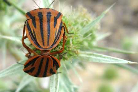 Dos insectes en plena adaptació